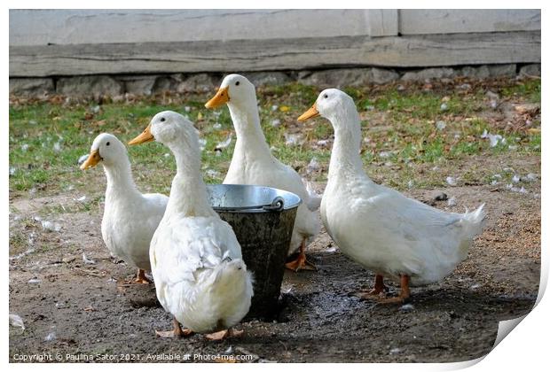 Ducks in a rural yard Print by Paulina Sator