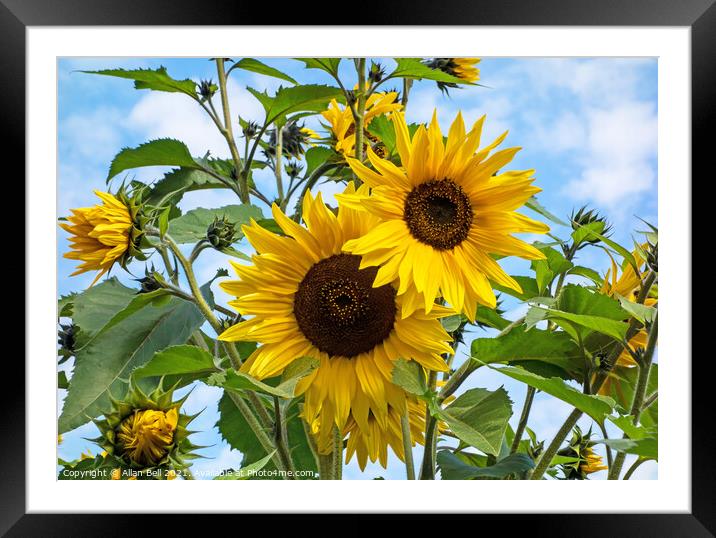 Two Large Sunflowers Framed Mounted Print by Allan Bell