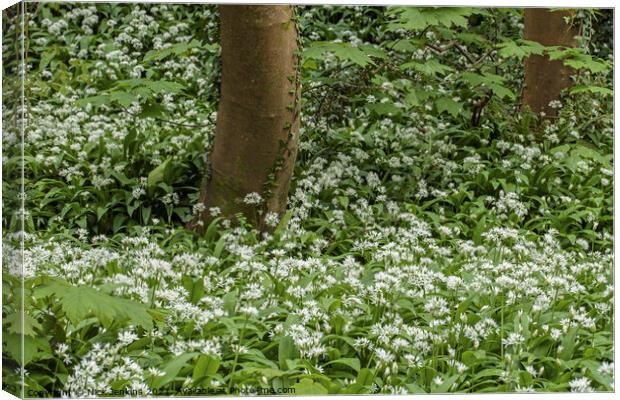 Ramson or Wild Garlic Woodlands in Spring in April Canvas Print by Nick Jenkins