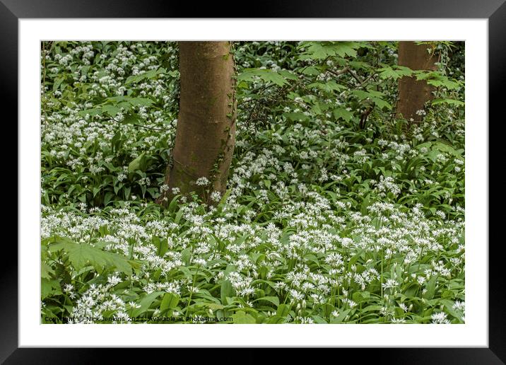 Ramson or Wild Garlic Woodlands in Spring in April Framed Mounted Print by Nick Jenkins