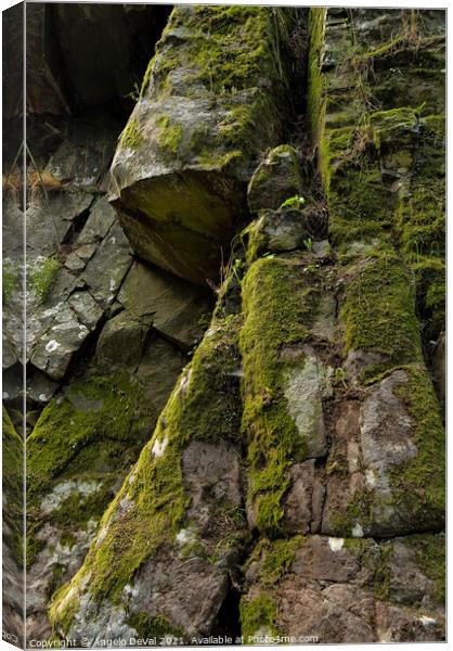 Natural Geometry and Moss Canvas Print by Angelo DeVal