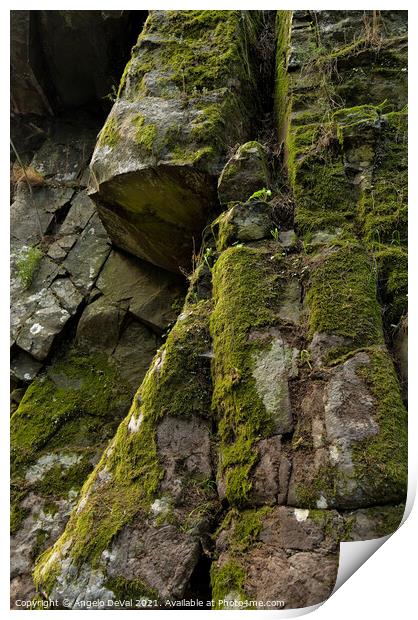 Natural Geometry and Moss Print by Angelo DeVal