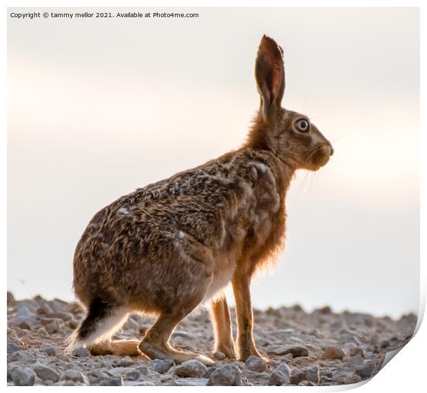 Majestic March Hare Print by tammy mellor