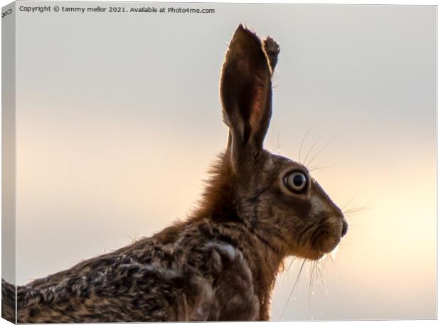 Majestic Hare in the Staffordshire Moorlands Canvas Print by tammy mellor