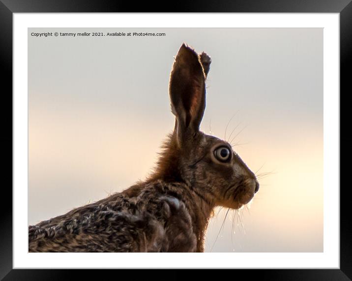 Majestic Hare in the Staffordshire Moorlands Framed Mounted Print by tammy mellor