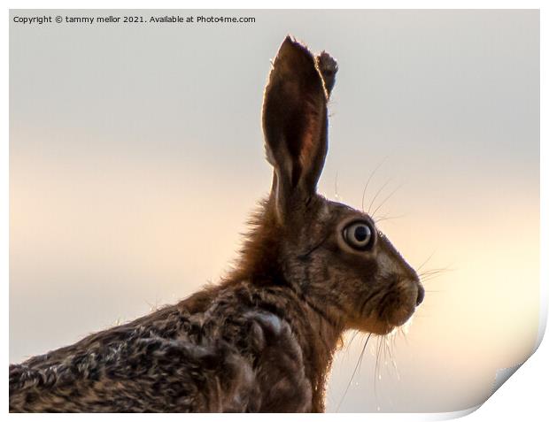 Majestic Hare in the Staffordshire Moorlands Print by tammy mellor