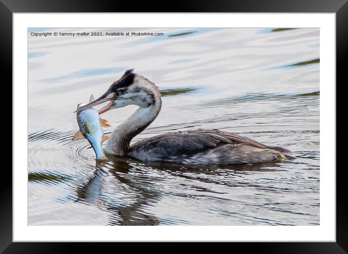 Majestic Great Crested Grebe with Fresh Catch Framed Mounted Print by tammy mellor