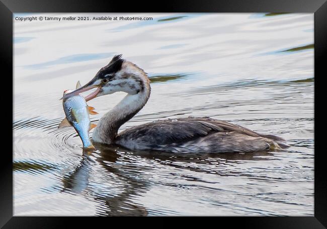 Majestic Great Crested Grebe with Fresh Catch Framed Print by tammy mellor