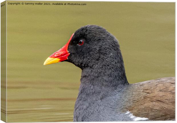 Majestic Moorhen on the moorlands Canvas Print by tammy mellor