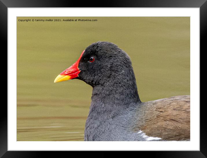 Majestic Moorhen on the moorlands Framed Mounted Print by tammy mellor