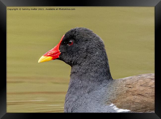 Majestic Moorhen on the moorlands Framed Print by tammy mellor