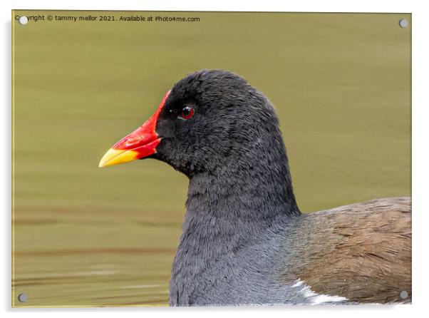 Majestic Moorhen on the moorlands Acrylic by tammy mellor