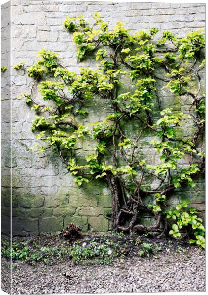Tree Covered In Foliage Growing Against A Wall In A Courtyard Canvas Print by Peter Greenway