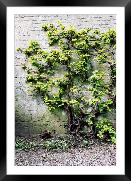 Tree Covered In Foliage Growing Against A Wall In A Courtyard Framed Mounted Print by Peter Greenway