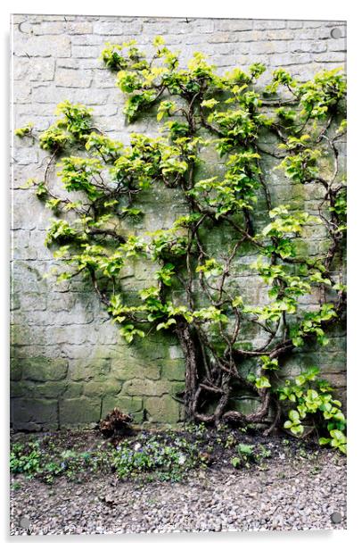 Tree Covered In Foliage Growing Against A Wall In A Courtyard Acrylic by Peter Greenway