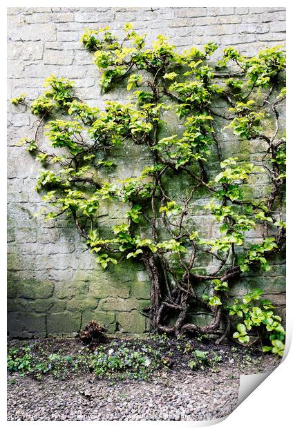 Tree Covered In Foliage Growing Against A Wall In A Courtyard Print by Peter Greenway
