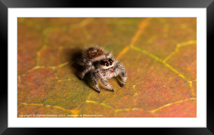 Jumping Spider Framed Mounted Print by Darren Greaves