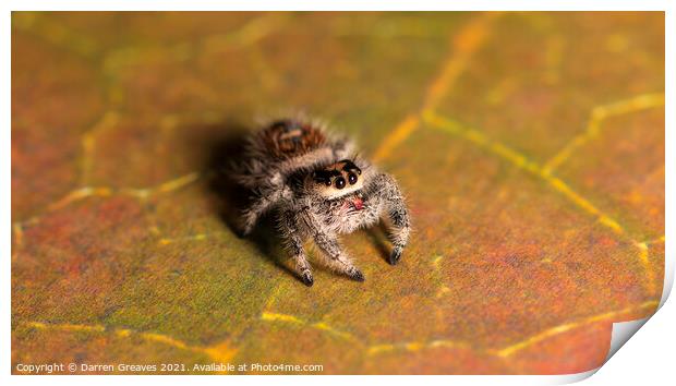 Jumping Spider Print by Darren Greaves