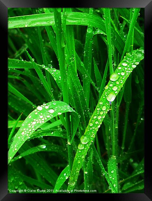 Droplets Framed Print by Claire Clarke