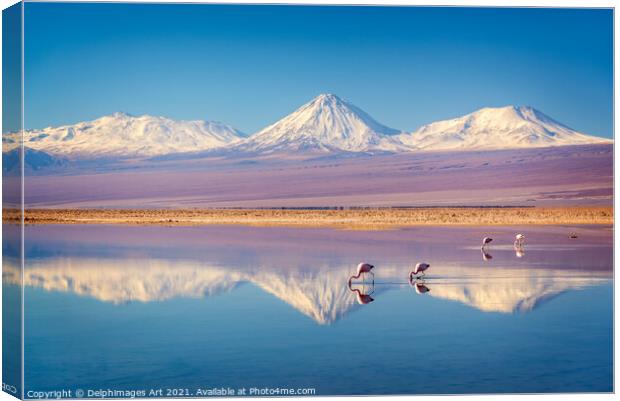 Flamingos in Atacama salar, Chile landscape Canvas Print by Delphimages Art