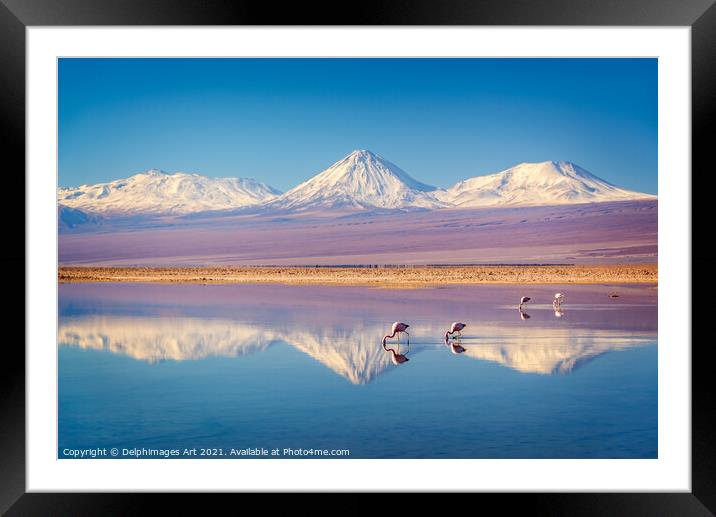 Flamingos in Atacama salar, Chile landscape Framed Mounted Print by Delphimages Art