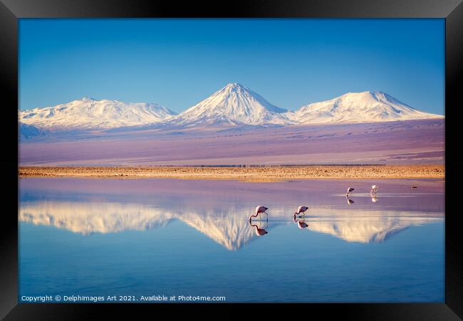 Flamingos in Atacama salar, Chile landscape Framed Print by Delphimages Art