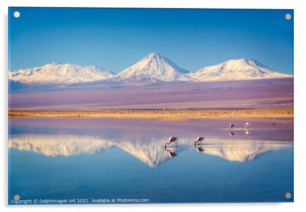 Flamingos in Atacama salar, Chile landscape Acrylic by Delphimages Art