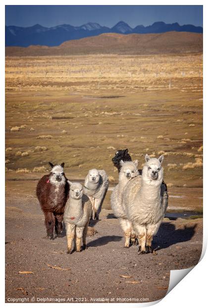 Group of curious alpacas in Bolivia, Andes Print by Delphimages Art
