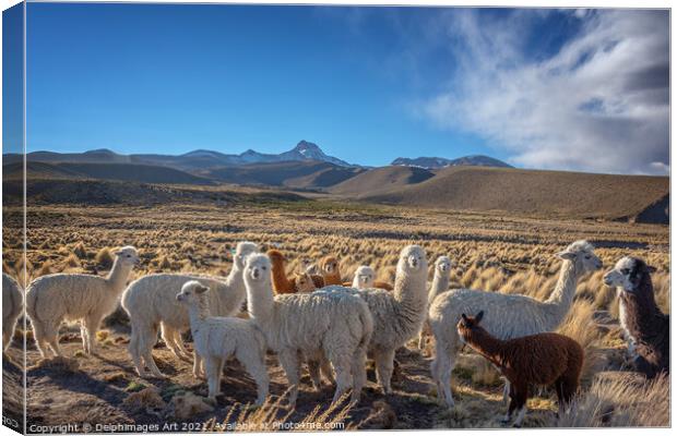 Cute curious alpacas, Bolivia landscape Canvas Print by Delphimages Art