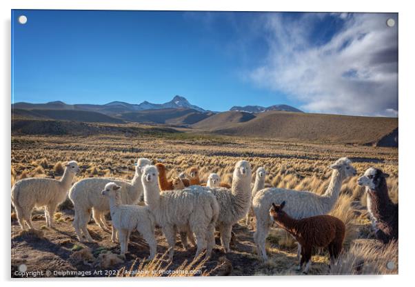 Cute curious alpacas, Bolivia landscape Acrylic by Delphimages Art