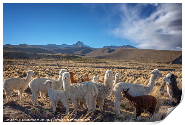 Cute curious alpacas, Bolivia landscape Print by Delphimages Art