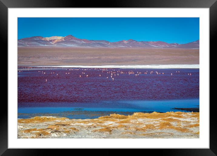 Flamingos on Laguna Colorada, Bolivia Framed Mounted Print by Delphimages Art