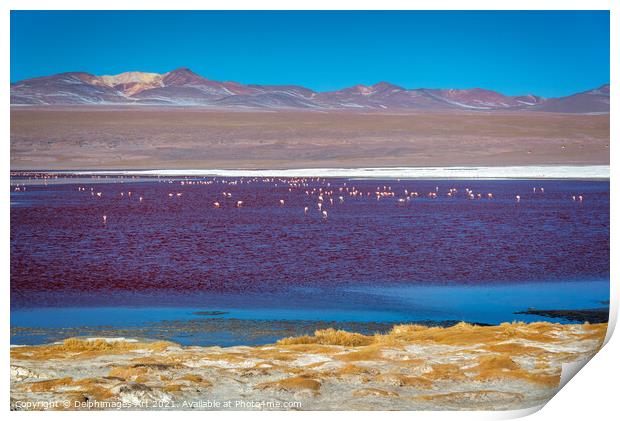 Flamingos on Laguna Colorada, Bolivia Print by Delphimages Art