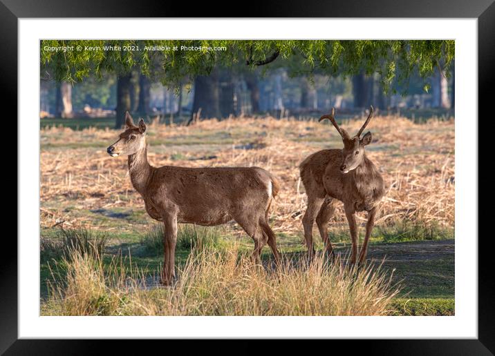 Inquisitive deer Framed Mounted Print by Kevin White