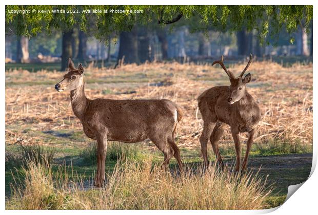 Inquisitive deer Print by Kevin White