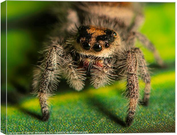 A close up of a jumping spider Canvas Print by Darren Greaves