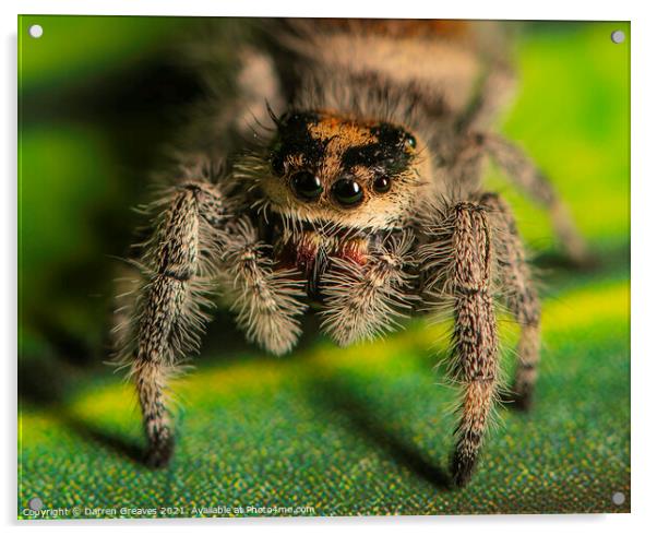 A close up of a jumping spider Acrylic by Darren Greaves