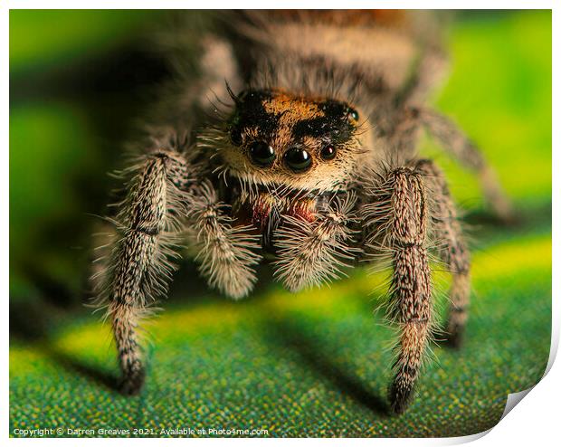 A close up of a jumping spider Print by Darren Greaves