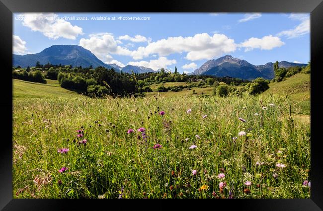 Summer Alpine Flower Meadow Framed Print by Pearl Bucknall