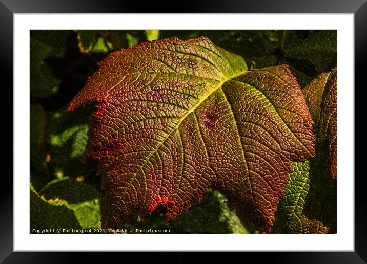 Beautiful Autumn Leaf Framed Mounted Print by Phil Longfoot