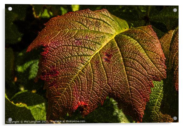 Beautiful Autumn Leaf Acrylic by Phil Longfoot