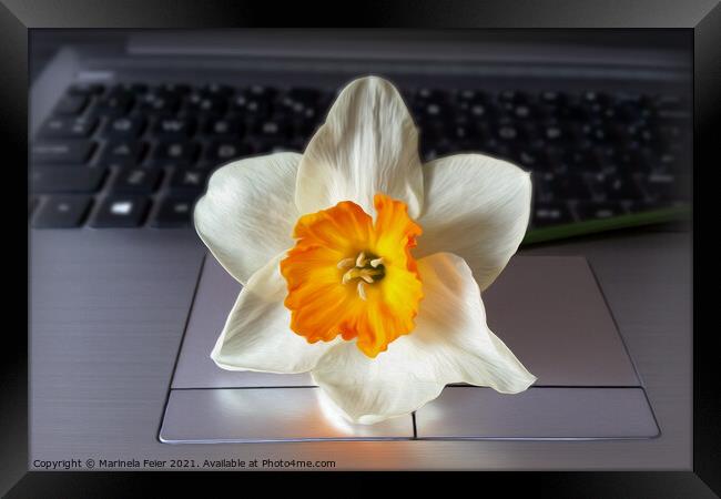 Flower over keyboard Framed Print by Marinela Feier