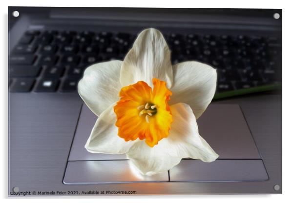 Flower over keyboard Acrylic by Marinela Feier