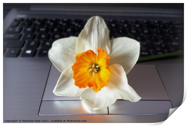 Flower over keyboard Print by Marinela Feier