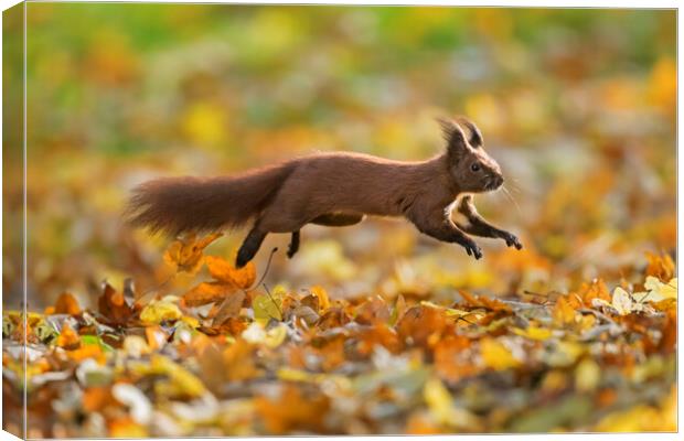 Red Squirrel Leaping in Woodland Canvas Print by Arterra 