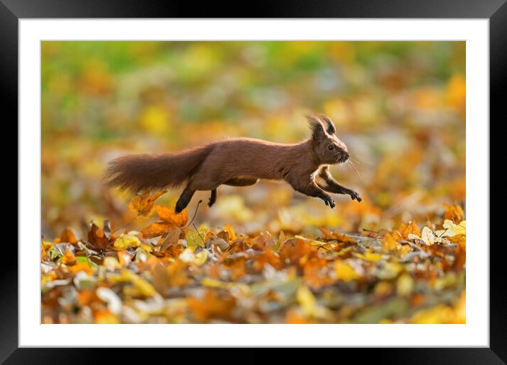 Red Squirrel Leaping in Woodland Framed Mounted Print by Arterra 