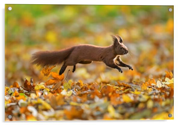 Red Squirrel Leaping in Woodland Acrylic by Arterra 