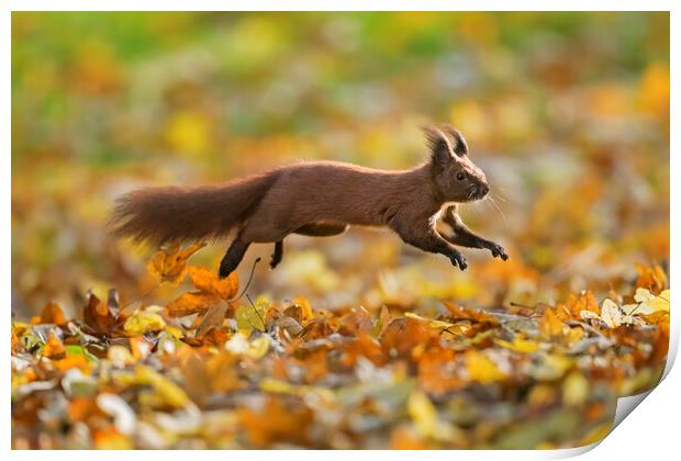 Red Squirrel Leaping in Woodland Print by Arterra 