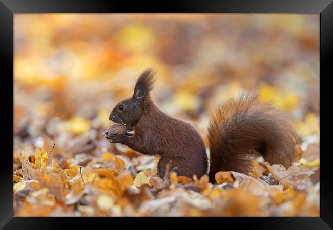 Red Squirrel Eating Nut in Wood Framed Print by Arterra 