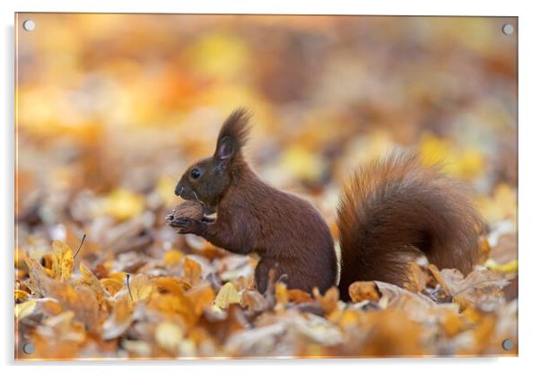 Red Squirrel Eating Nut in Wood Acrylic by Arterra 